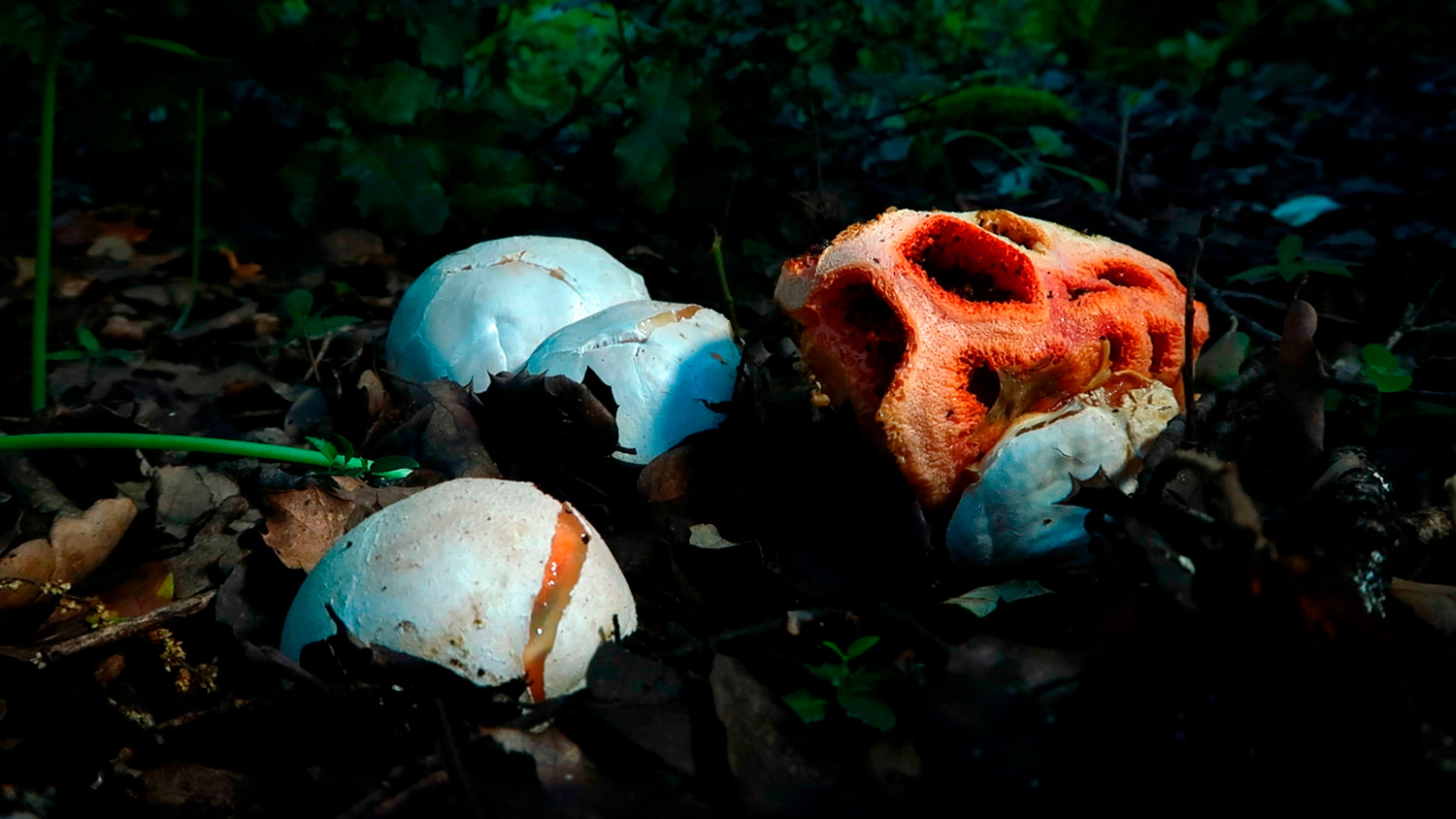 ineuj-still-08